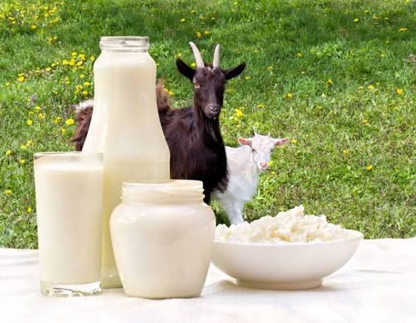 Top Benefits Of Using Goat Milk Products On Your Skin - Natural Beauty At Your Fingertips